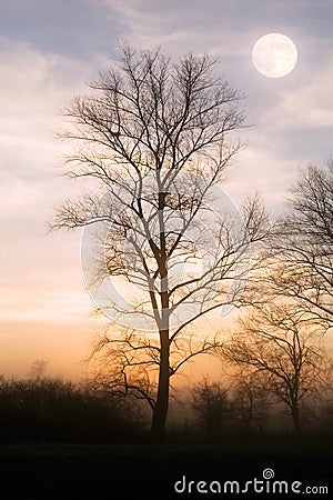 Moot and tree Stock Photo