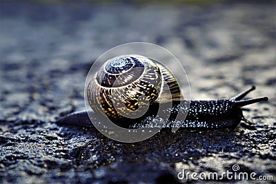 Mooving snail Stock Photo