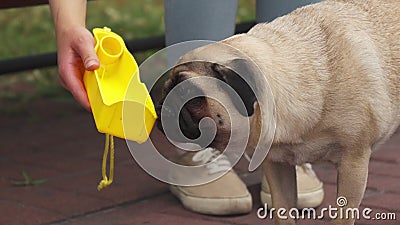 Mops pije od basenu zbiory Mops pije od basenu zbiory
