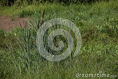 Morass with reed grass Stock Photo