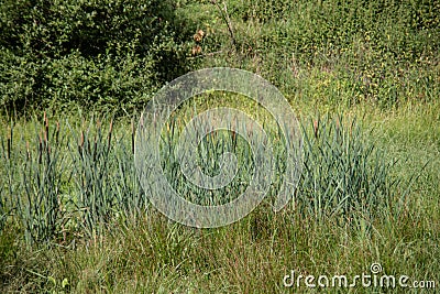 Morass with reed grass Stock Photo