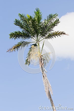 Morass Royal Palm, Roystonea Princeps Stock Photo