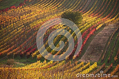 Moravian autumn vineyards Stock Photo