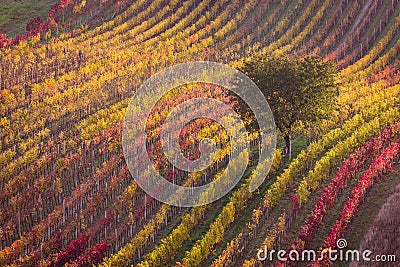 Moravian autumn vineyards Stock Photo