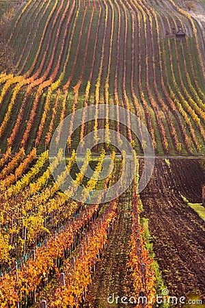 Moravian autumn vineyards Stock Photo