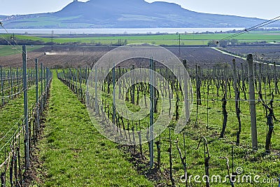 Moravian vinery in the begining of spring Editorial Stock Photo