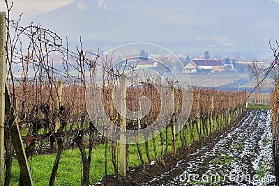 Moravian vinery in the begining of winter Editorial Stock Photo