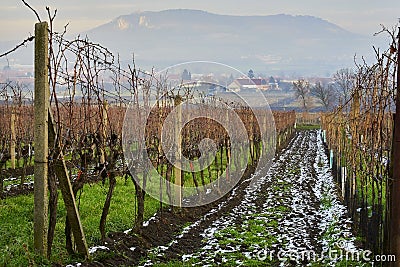 Moravian vinery in the begining of winter Editorial Stock Photo