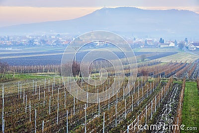 Moravian vinery in the begining of winter Editorial Stock Photo