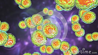 Moraxella catarrhalis bacteria, illustration. Gram-negative aerobic bacterium, diplococcus, causes infections of respiratory Cartoon Illustration