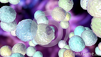 Moraxella catarrhalis bacteria, illustration. Gram-negative aerobic bacterium, diplococcus, causes infections of respiratory Cartoon Illustration