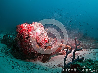 Moray Stock Photo