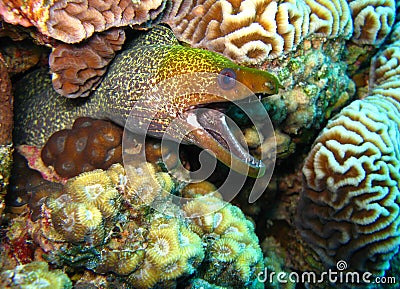 Moray eel Stock Photo