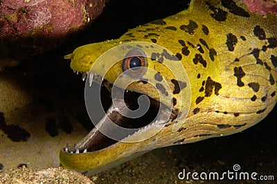 Moray eel Stock Photo