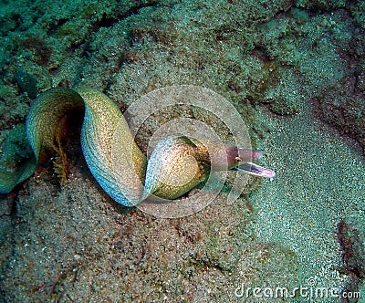 Moray Eel Stock Photo