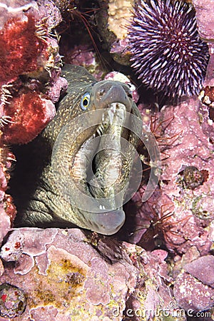 Moray eel in crevice Stock Photo