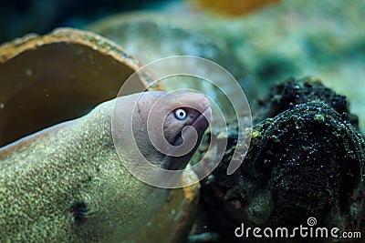 Moray eel, Moray, Giant moray. Thailand underwater Stock Photo