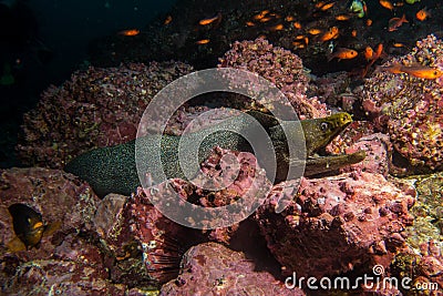 Moray Eel Malpelo Stock Photo