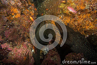 Moray Eel Malpelo Stock Photo