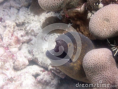 Moray eel reef maldives ocean scubadiving underwaterphotography Stock Photo