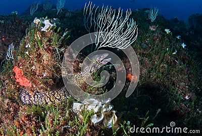 Moray eel on reef. Stock Photo