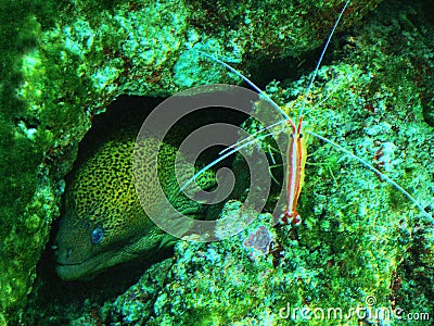 Moray eel and shrimp Stock Photo