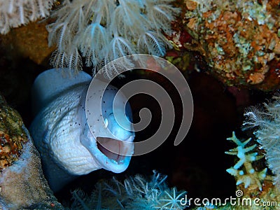 Moray eel Stock Photo