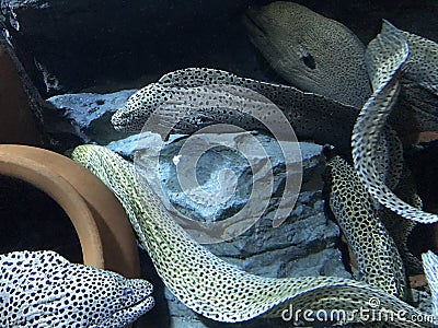 Moray eels Stock Photo