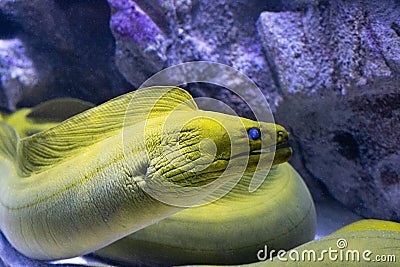 Moray eels Muraena fish in the aquarium Stock Photo