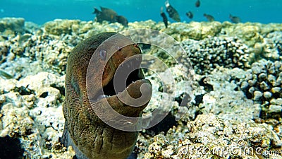 Moray eels (Muraenidae), Giant moray eels. Stock Photo