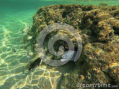 Moray eels peeping from a coral reef Stock Photo