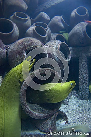 Moray Eels in Sunken Ship Stock Photo