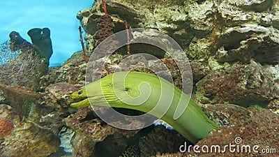 Moray eels swimming out of corals Stock Photo
