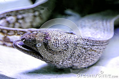 Moray eels underwater Stock Photo