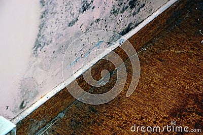 More Apartment Mold Stock Photo
