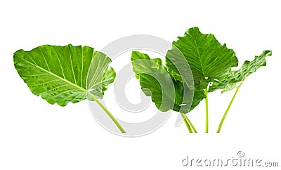 Abstract green leaf texture, nature background, tropical leaf Stock Photo