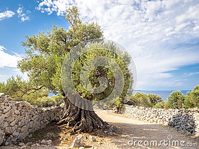 More than 1600 years old wild olive tree Stock Photo