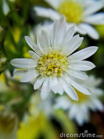 More white flower Stock Photo