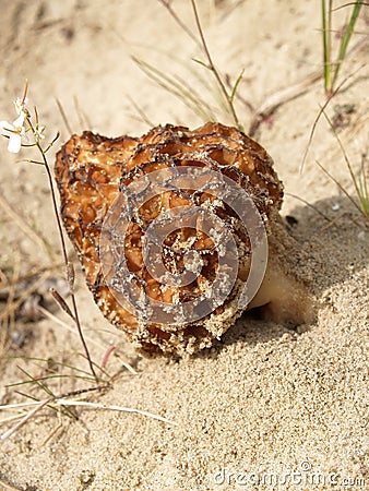 Morel conic Morchella conica Pers. grows on sand Stock Photo