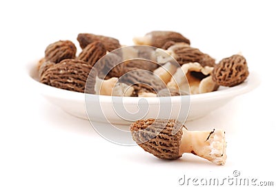 Morel (morchella esculenta) Stock Photo