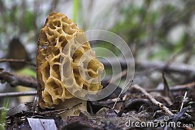 Morel (morchella esculenta) Stock Photo