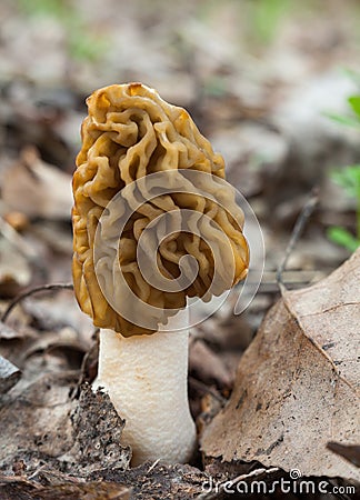 Morel Morchella mushroom on the ground Stock Photo