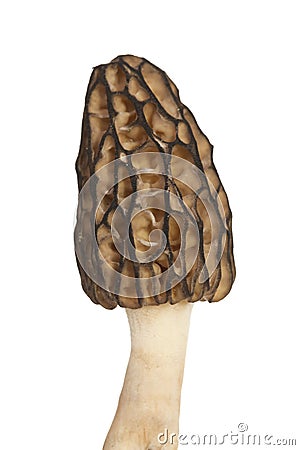 Morel mushroom Stock Photo