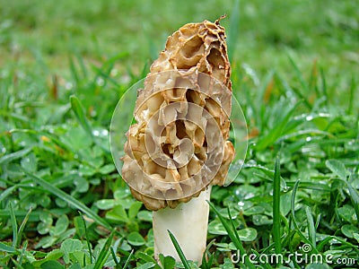 Morel mushroom Stock Photo