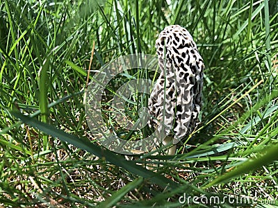 Morel mushroom in a grassy yard Stock Photo