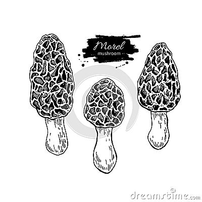 Morel mushroom hand drawn vector illustration set. Sketch food d Vector Illustration