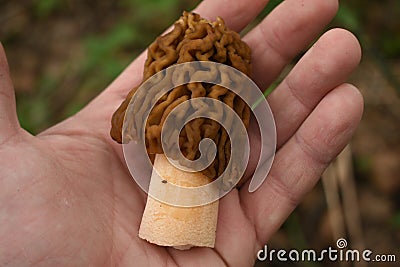 Morel mushroom on hand top view Stock Photo