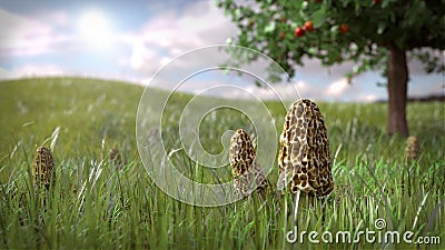 Morel Mushroom Scene Cartoon Illustration