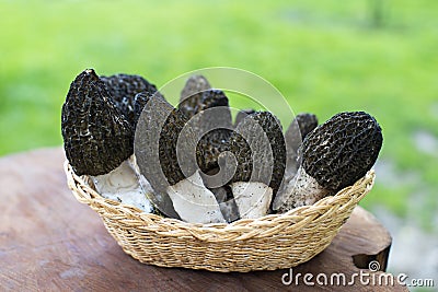 Morel mushrooms Stock Photo