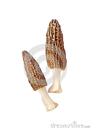 Morel mushrooms isolated on white background Stock Photo